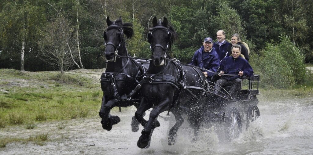 mennen-met-friese-paarden