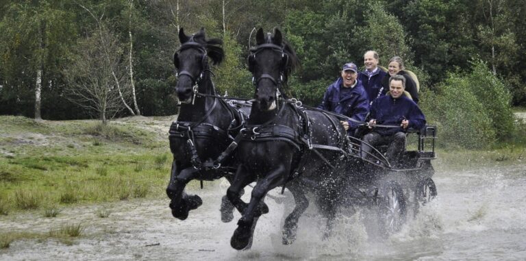 mennen-met-friese-paarden