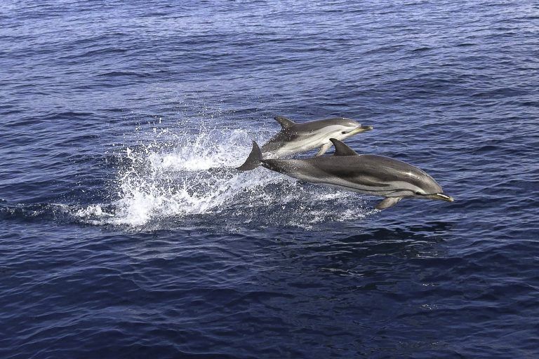 dolfijnen-ibiza-middellandse-zee