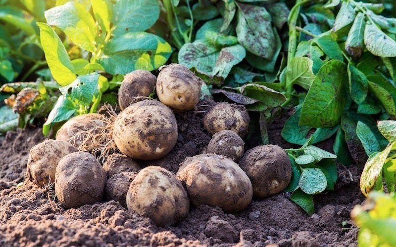 friese-streek-producten-aardappels