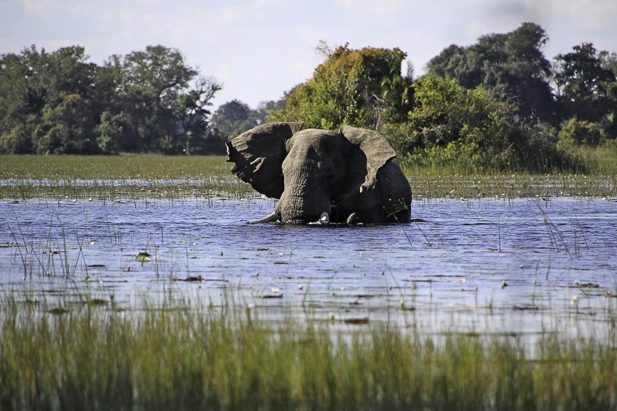 olifant-in-het-water-kruger-park-incentive-zuid-afrika