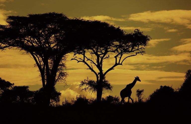 giraffe-in-het-kruger-park-met-ondergaande-zon