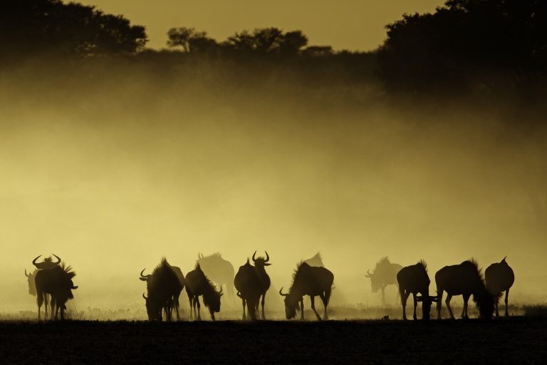 blauw-wildebeest-zuid-afrika-met-ondergaande-zon