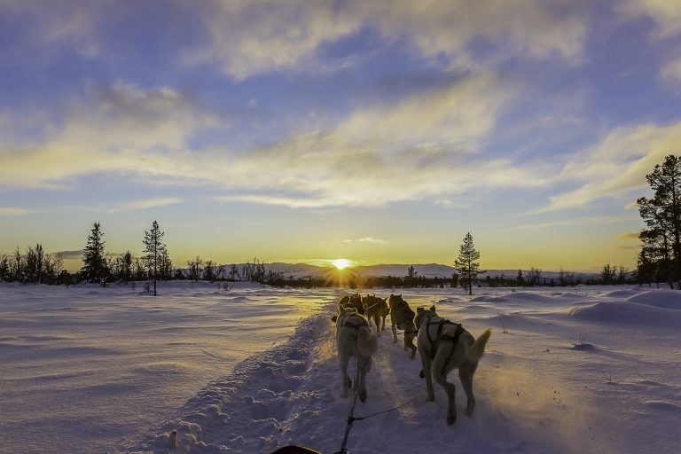 sledge-dog-sunset-lapland