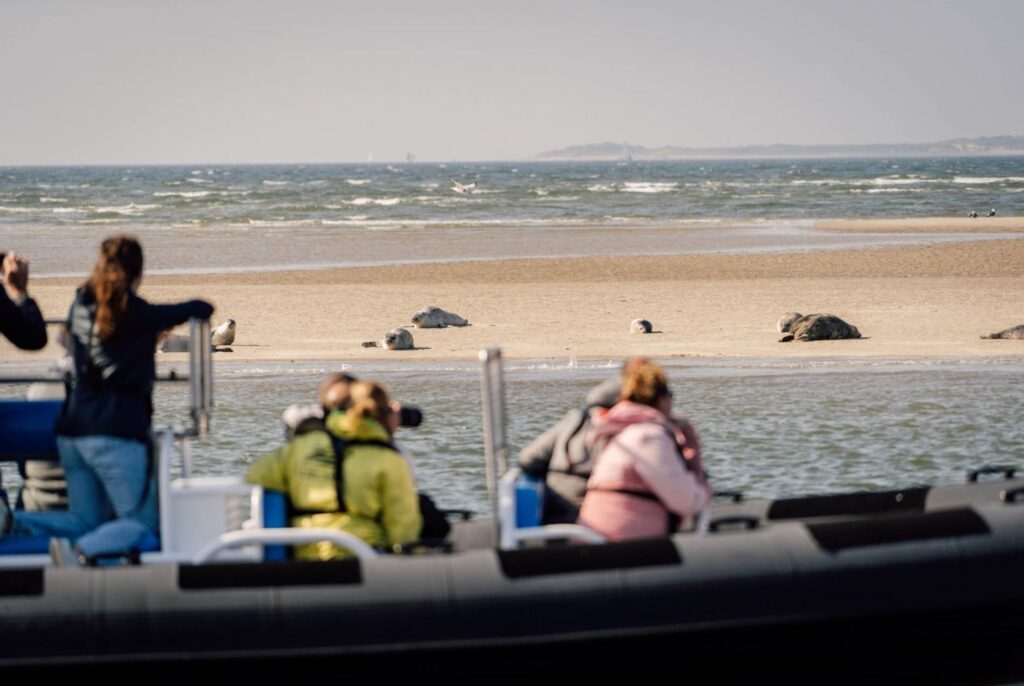 ribvaren zeehonden spotten