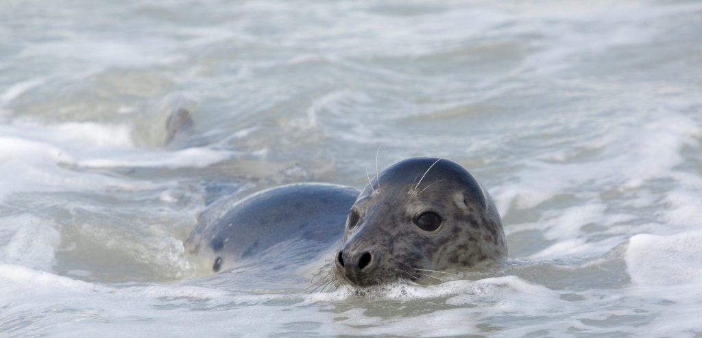 Jonge zeehond op het wad
