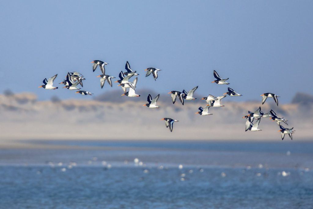 Scholeksters in vogelvlucht