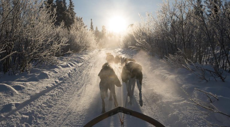 Sled dog safari in Sweden