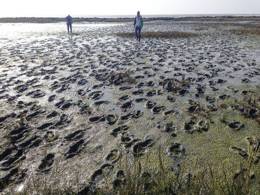 wadlopen-op-terschelling