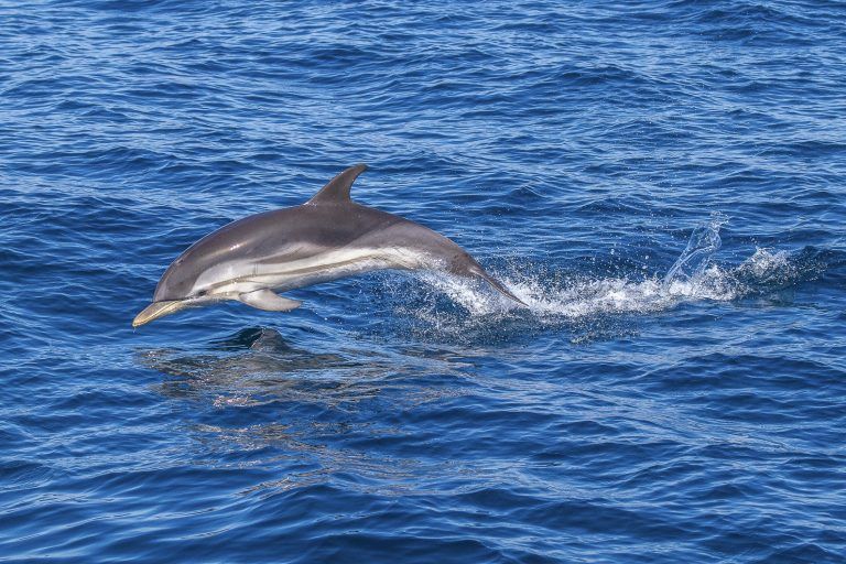Dolfijn tijdens zeiltocht Griekenland
