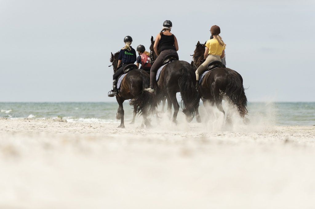 Paardrijden met Friese Paarden op Terschelling 2