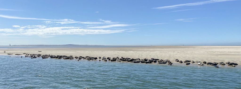 Zeehonden tussen Vlieland en Terschelling op de spathoek