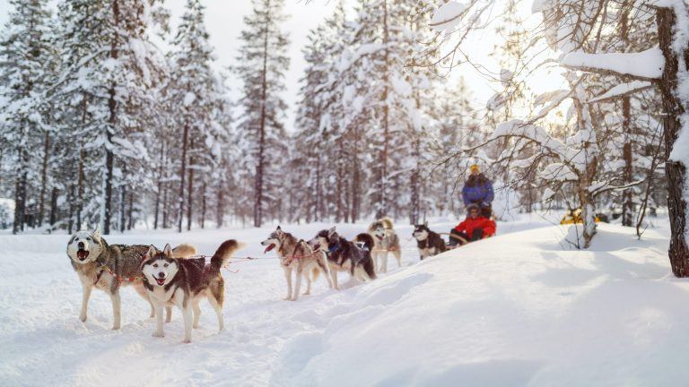 Sledehonden in Fins Lapland