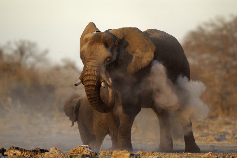 Olifant neemt zand douche