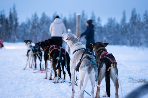 DSC04784.jpg - husky slee - finland - lapland - sneeuw - winter (1)