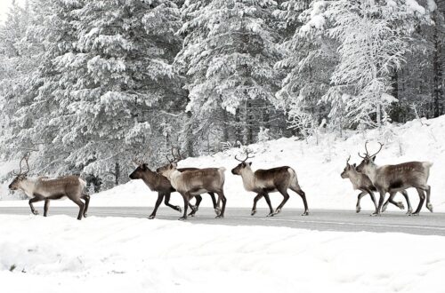 rendieren-steken-de-weg-over-in-zweden